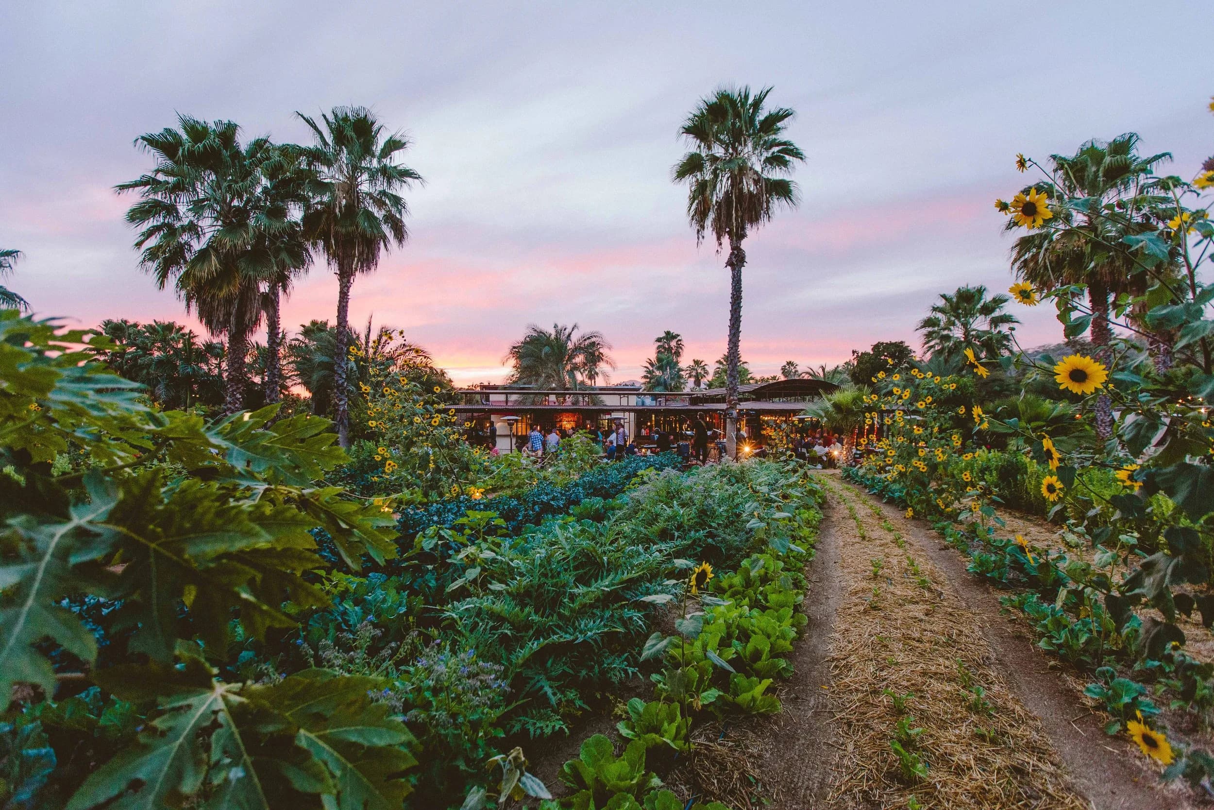 Fresh organic vegetables and herbs harvested from a Baja California Sur farm — the foundation of the farm-to-table culinary movement in San José del Cabo, Los Cabos